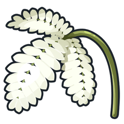Cibousel blanche