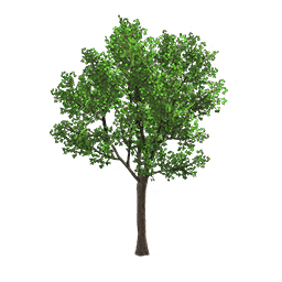 Arbre du trottoir