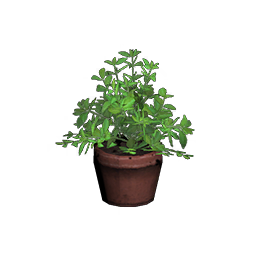 Plante en pot (feuilles rondes)