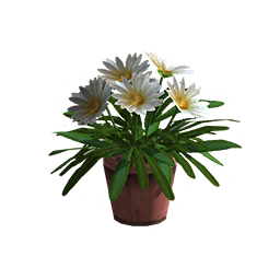 Fleurs blanches en pot