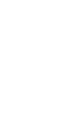 pl001_abelia01_a.2