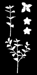 pl001_abelia01_a.a