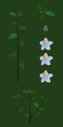 pl002_banyan01_a.1