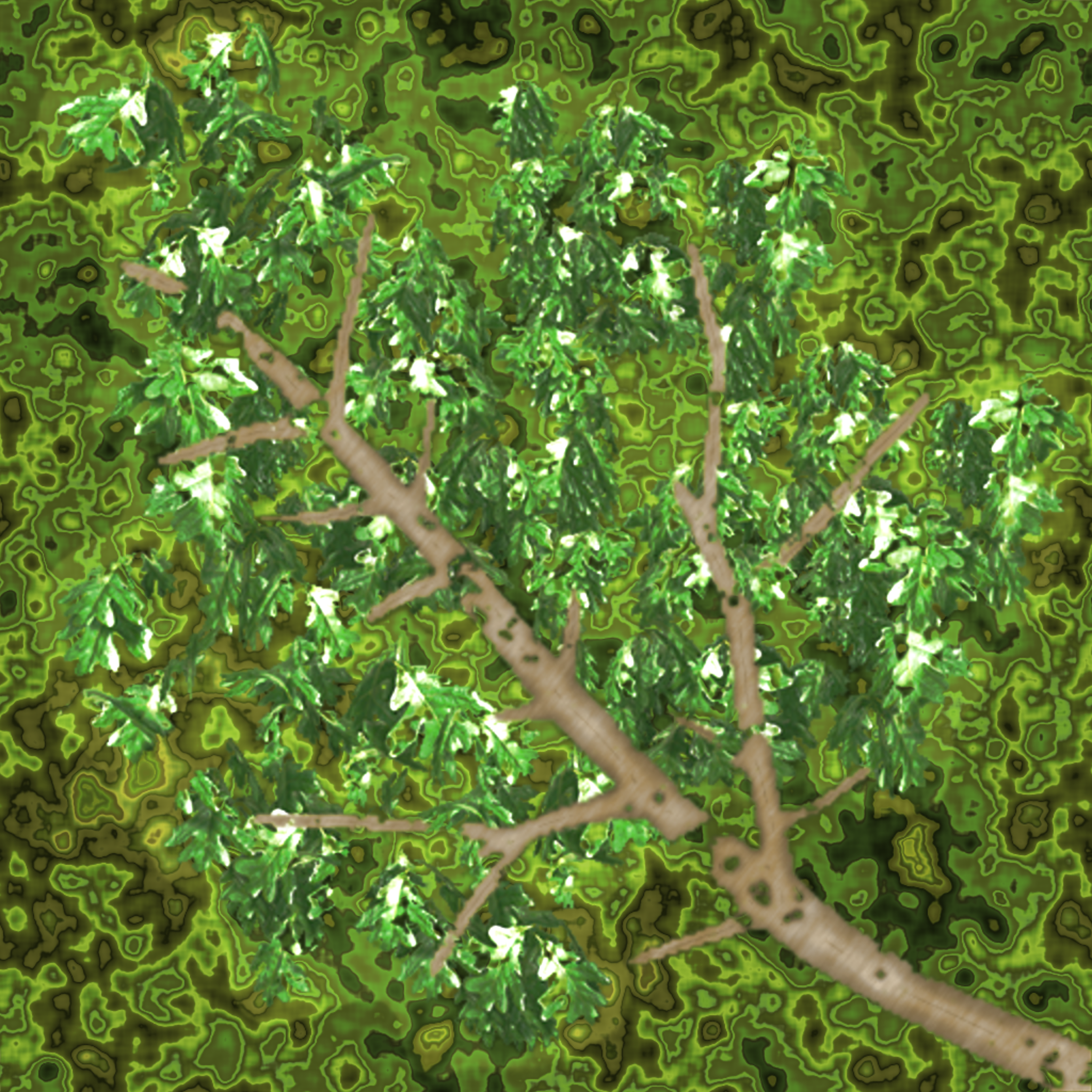 tr021_leaf01_a.1