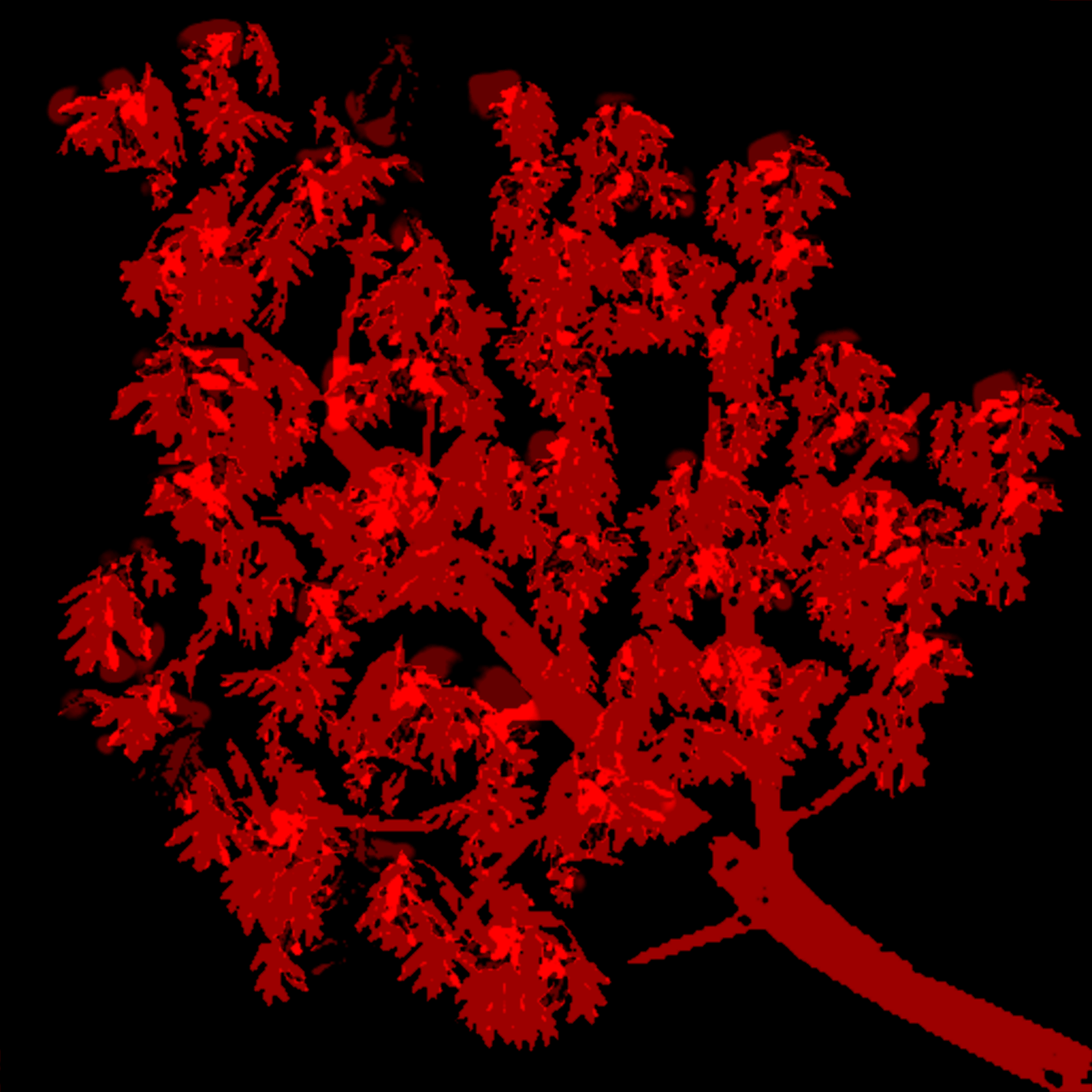 tr021_leaf01_a.a