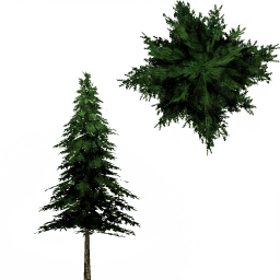 tree10_01_a.1