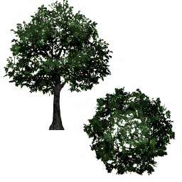 tree11_01_a.1