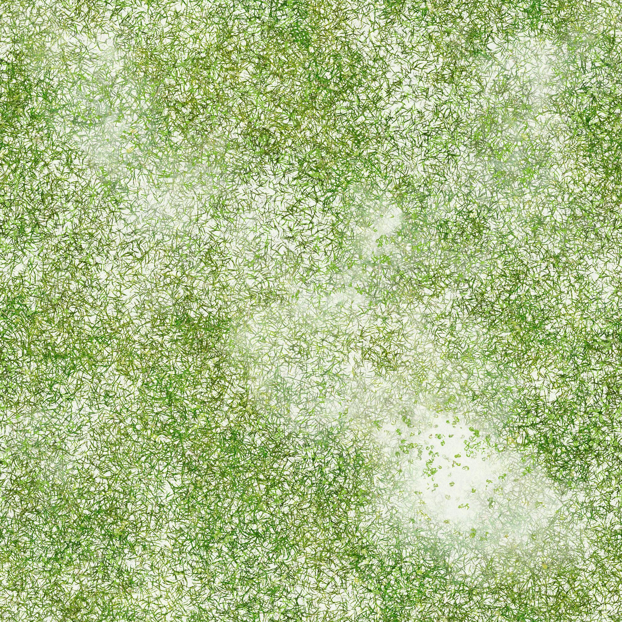 s38g001g_grass01_re.1