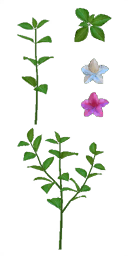 pl001_abelia01_a.1
