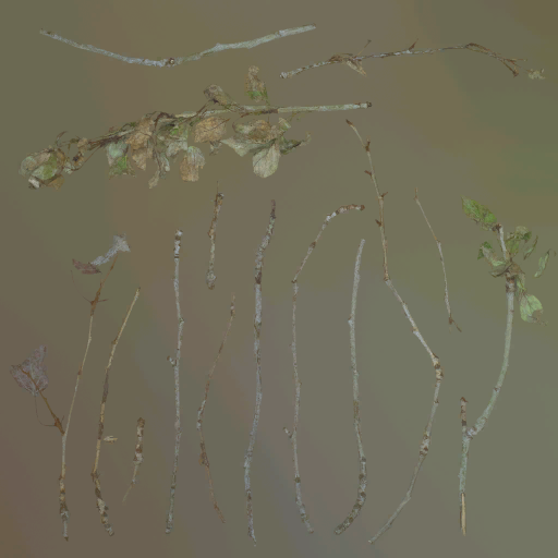 w50g_branch01_a.1