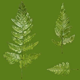 w50g_leaf03_a.1