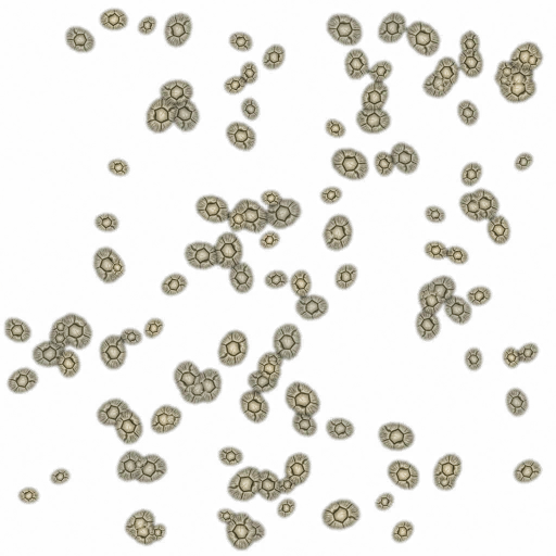 w50g_seashell02_a.1